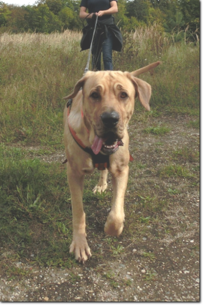 Santi bei der Suchhundeausbildung