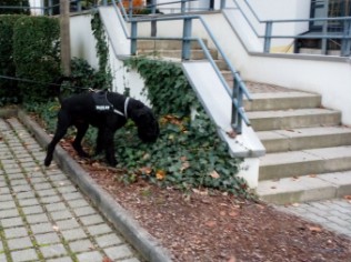 Suchhundeausbildung in Thüringen